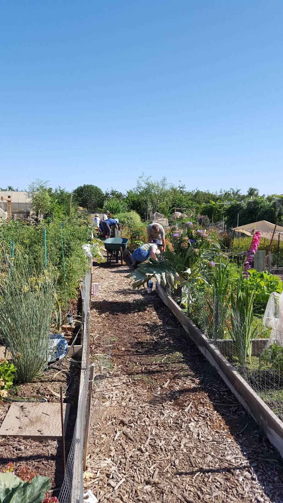 The Grove Community Garden | 2777 S Gilbert Rd, Chandler, AZ 85286, USA | Phone: (480) 883-3733