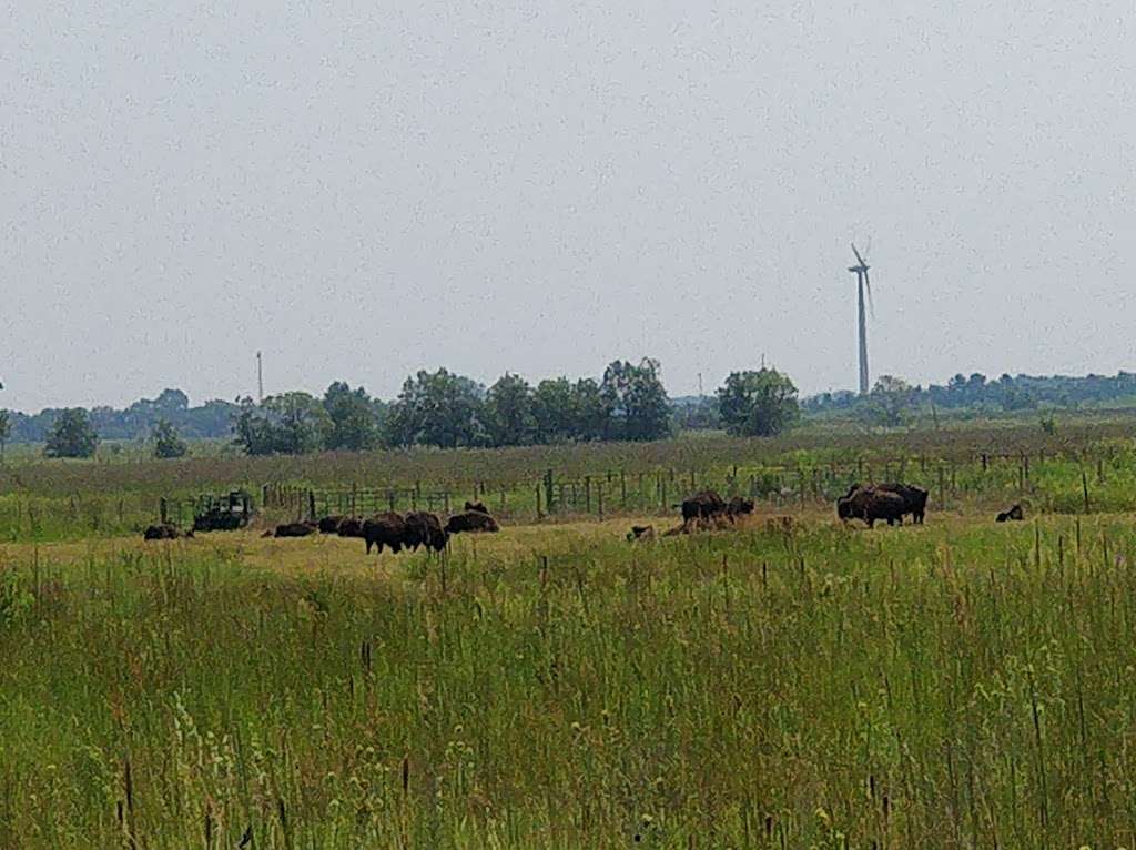 Kankakee Sands Bison Viewing | 3294 US-41, Morocco, IN 47963, USA | Phone: (219) 285-2184