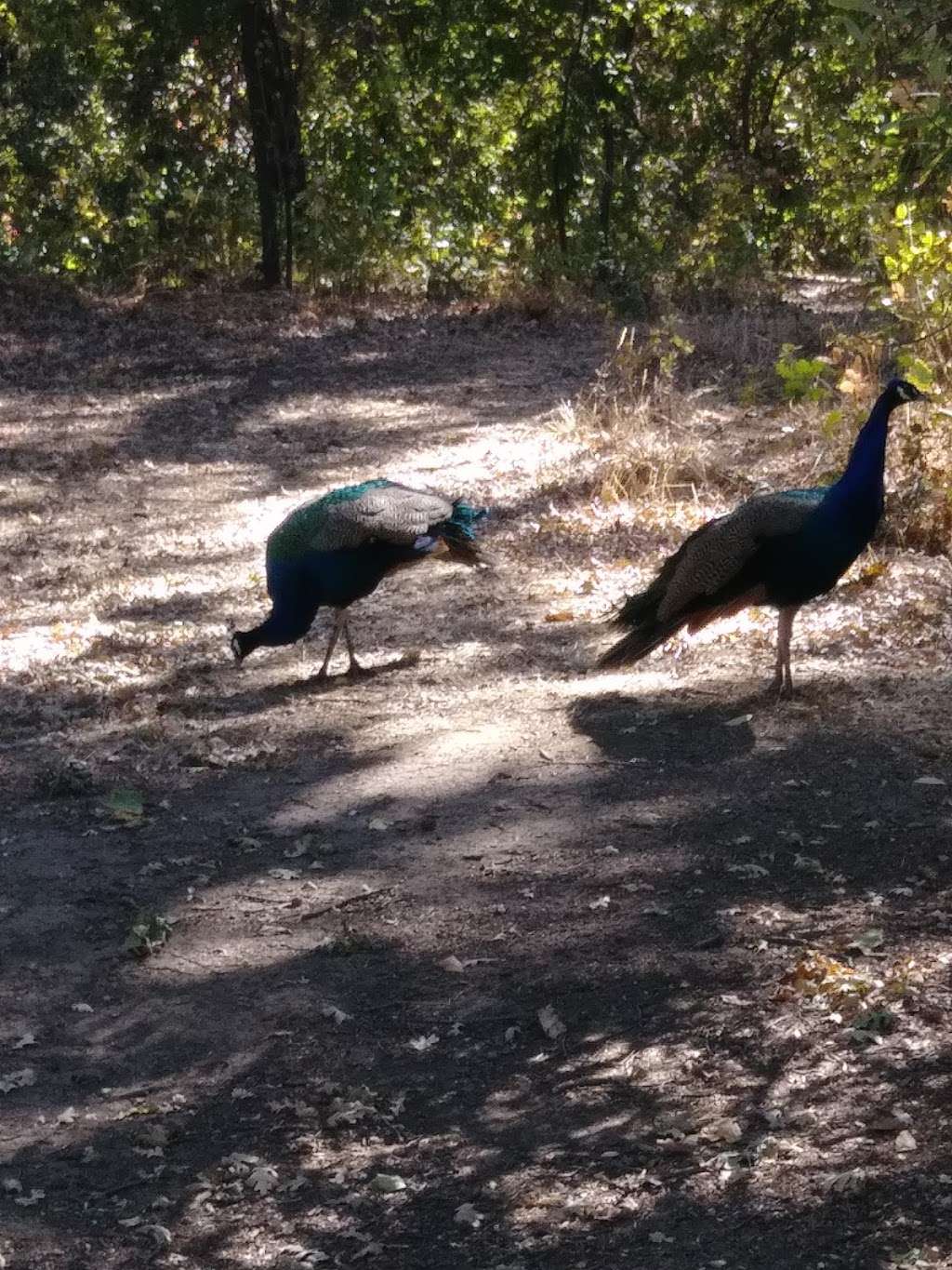 Dunnell Nature Park and Education Center (Dunnell Park) | 3351 Hillridge Dr, Fairfield, CA 94534, USA | Phone: (707) 428-7428