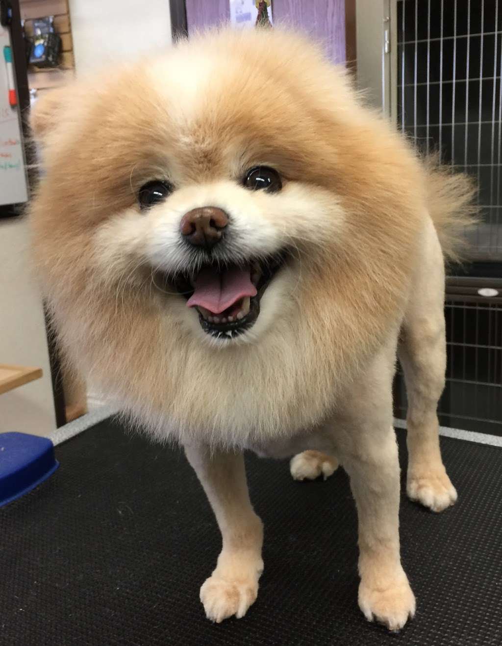 Pets Choice Grooming & Supply | 4300 Green River Rd #114, Corona, CA 92880, USA | Phone: (951) 272-5716