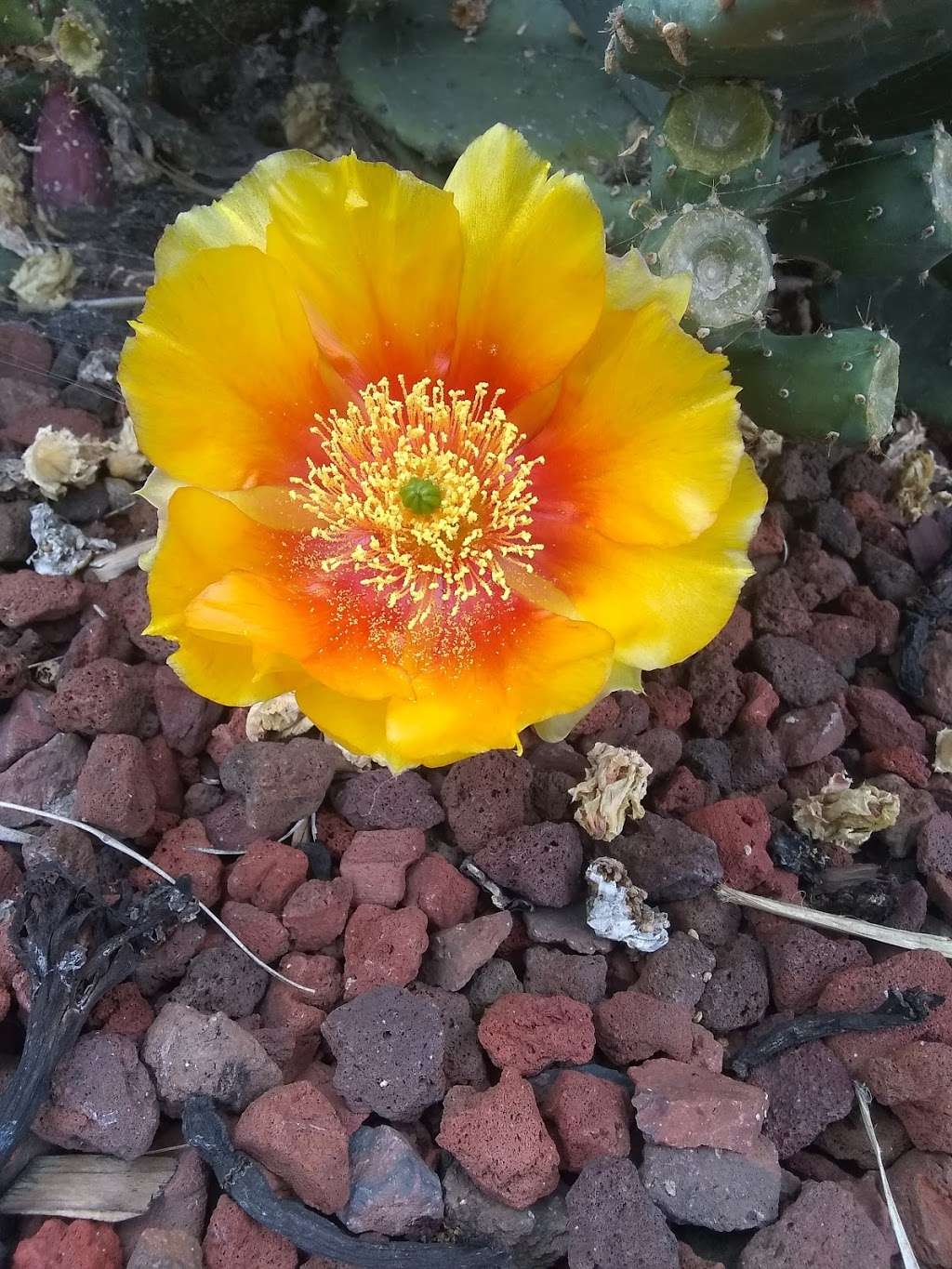 Big Oak Mobile Home Park | 200 W Cypress Rd, Oakley, CA 94561, USA | Phone: (925) 625-2238