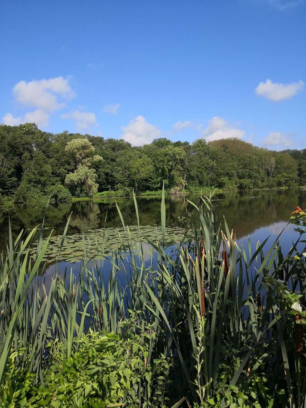 Tripps Pond | Hudson, MA 01749, USA