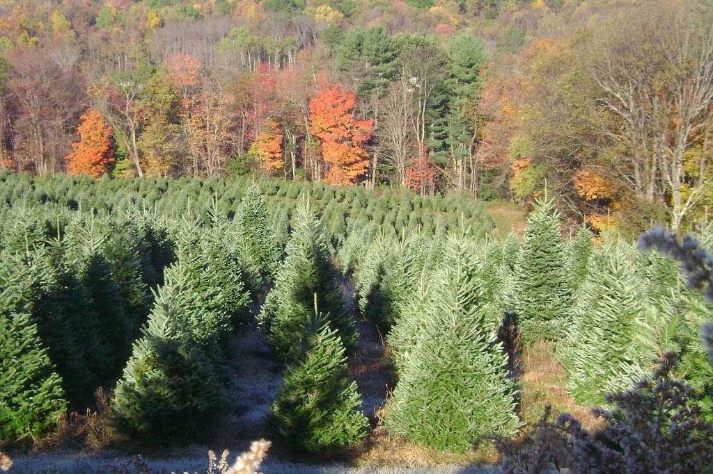 Beezup Christmas Tree Farm | 14079 Upper Maple Dr, Clarks Summit, PA 18411 | Phone: (570) 587-4819