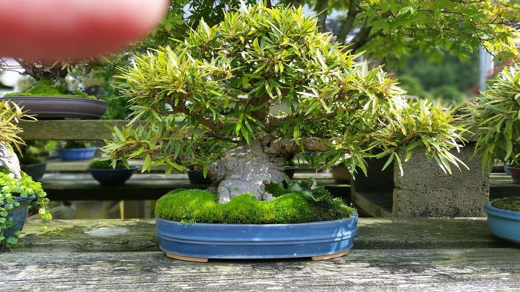 Royal Bonsai Garden Inc | 1297 Park St, Stoughton, MA 02072 | Phone: (781) 344-6358