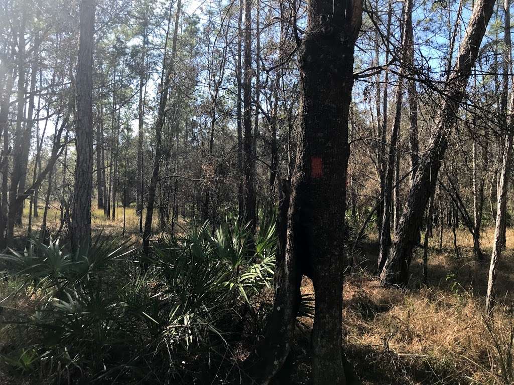 Gator Pond Backcountry Campsite | Unnamed Road, Dade City, FL 33525, USA