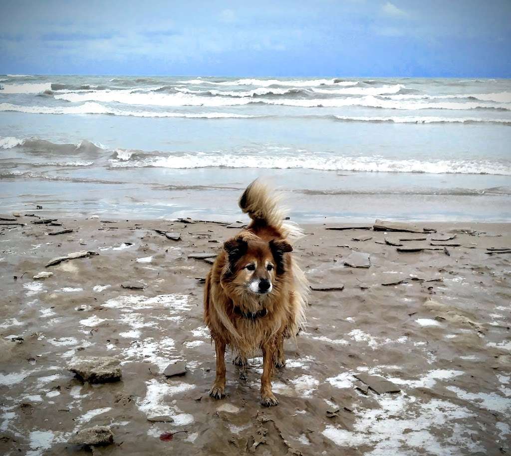 Mondo Dog Beach | Chicago, IL 60613, USA