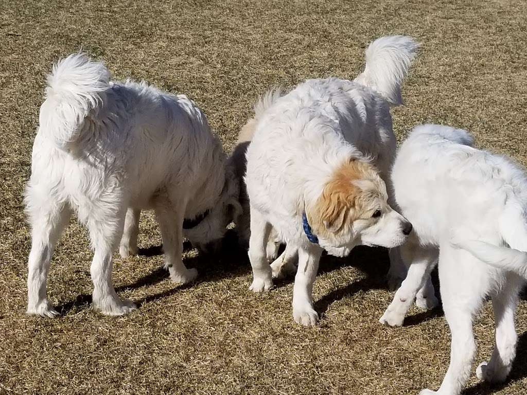 Bayou Gulch Dog Park | 4730 Fox Sparrow Rd, Parker, CO 80134