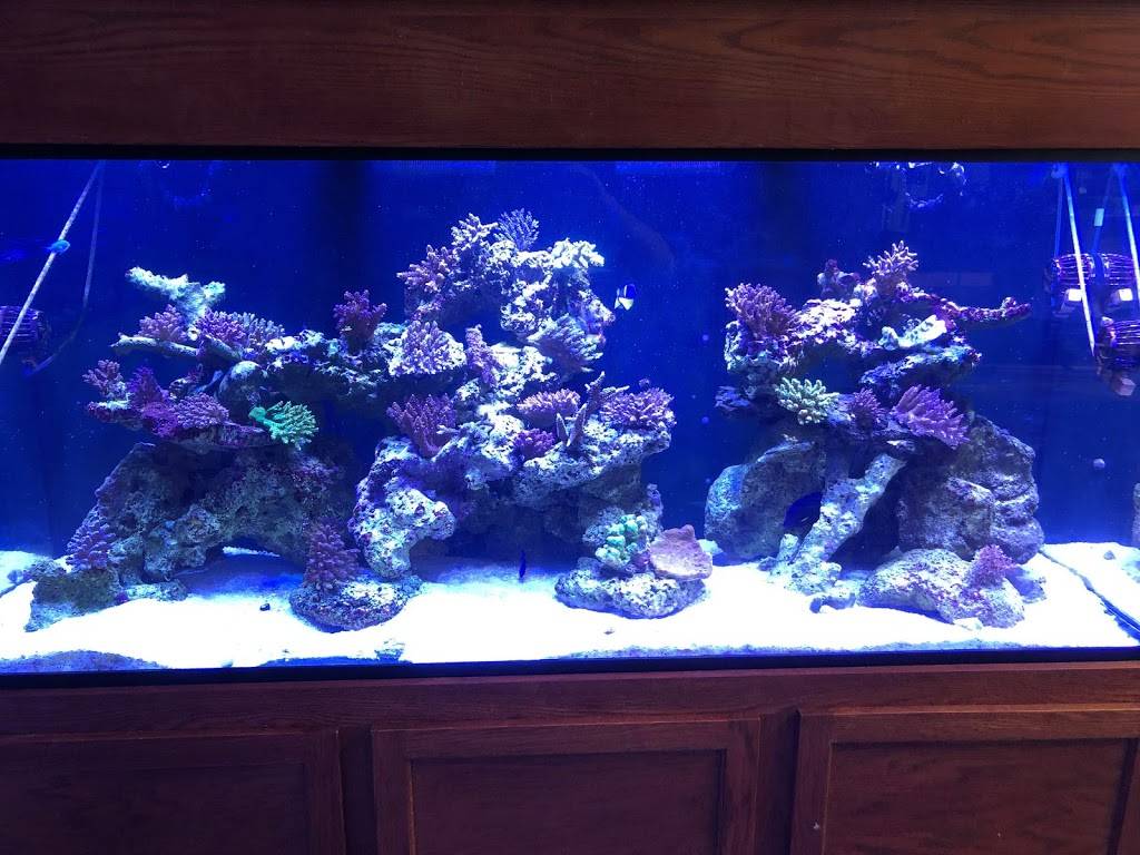Corals Fish and Beyond | 2041 Rufe Snow Dr Ste 303, Keller, TX 76248 | Phone: (817) 479-6085