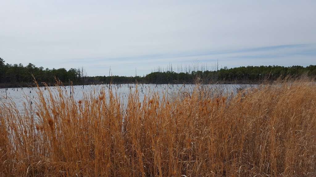 Cranberry BOGS | Holman Rd, Bayville, NJ 08721, USA