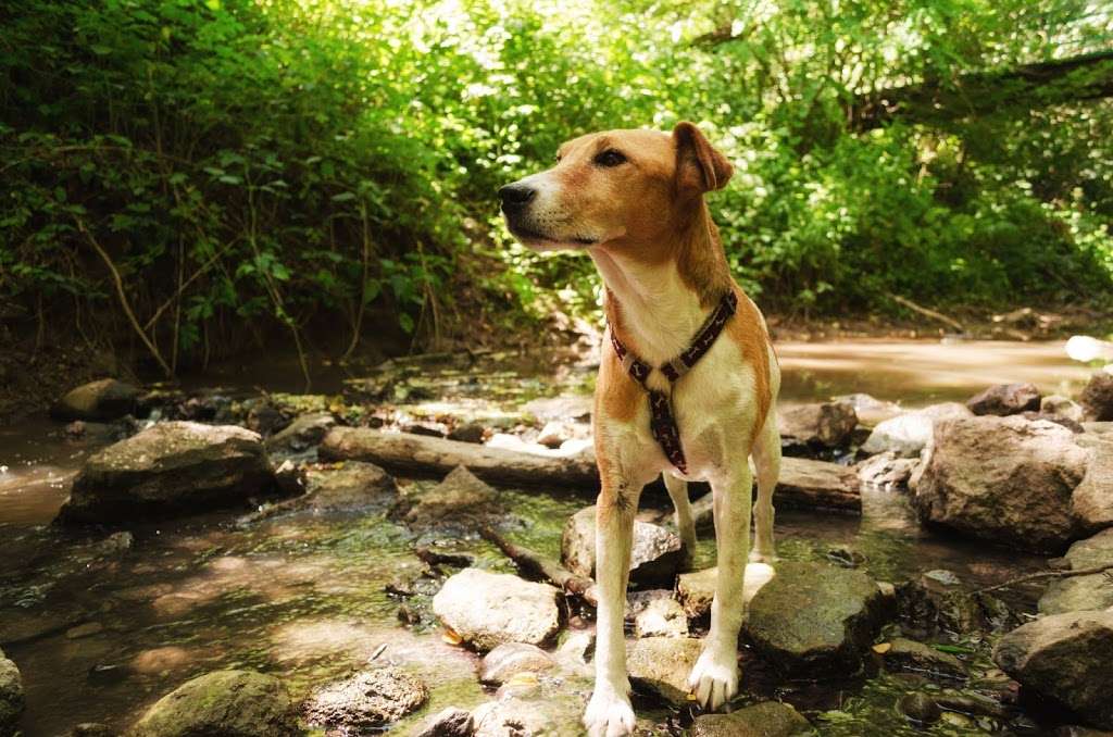 TotalBond Veterinary Hospital | 3625 Mt Holly-Huntersville Rd, Charlotte, NC 28216, USA | Phone: (704) 971-2075