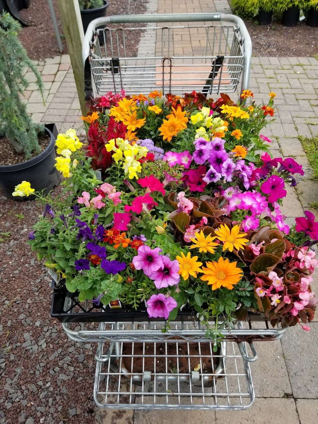 Amatos Garden Center Nursery | 47 Deans Rhode Hall Rd, Monmouth Junction, NJ 08852 | Phone: (732) 297-6790