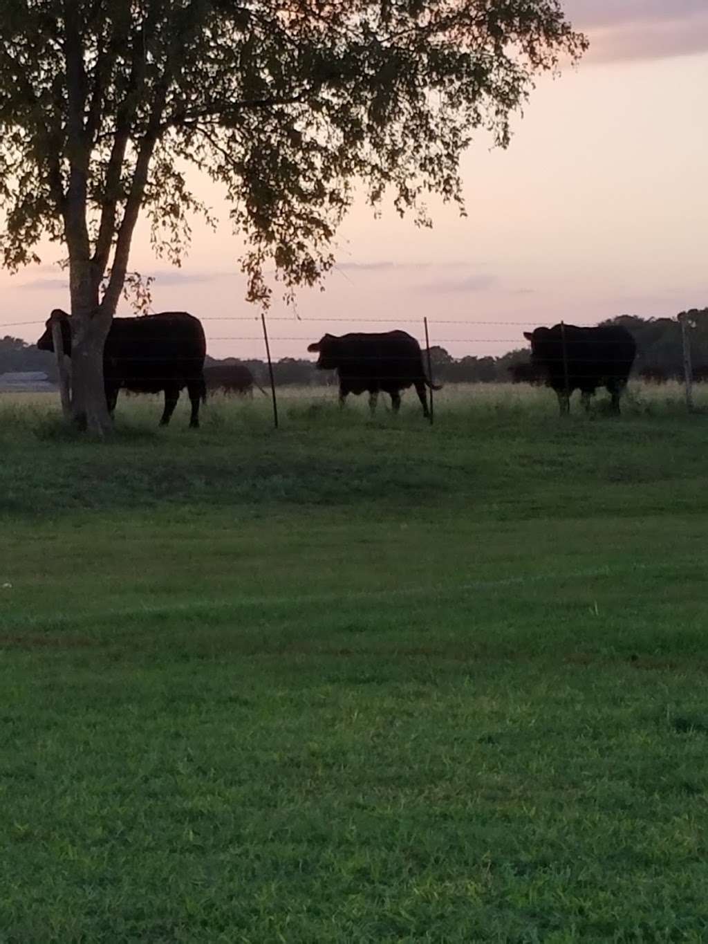 Lions Pride Park | 49 Maske Rd, Schertz, TX 78154, USA | Phone: (210) 744-7621 Lions Pride Park | 49 Maske Rd, Schertz, TX 78154, USA | Phone: (210) 744-7621