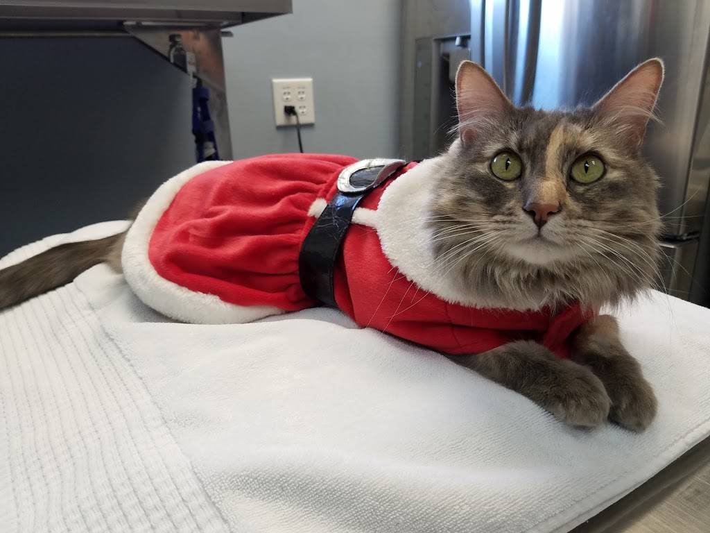 Medallion Animal Clinic | 6464 E NW Hwy #902, Dallas, TX 75214, USA | Phone: (214) 369-4997