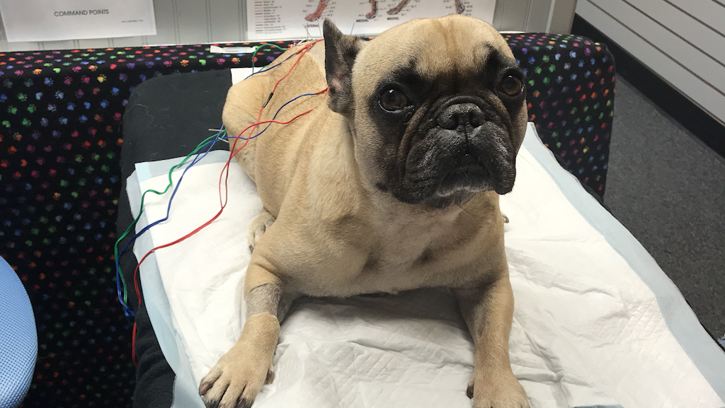 Best Dog Ever Acupuncture LLC | 21 Industrial Rd, Walpole, MA 02081, USA | Phone: (401) 323-4443