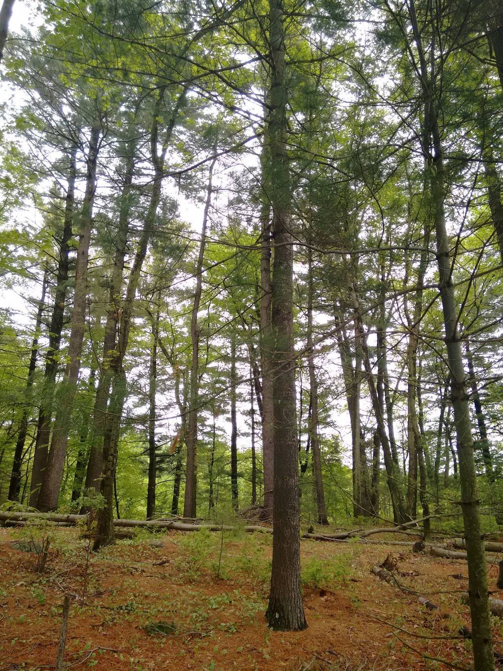 Rocky Pond Community Forest | Green St, Boylston, MA 01505, USA