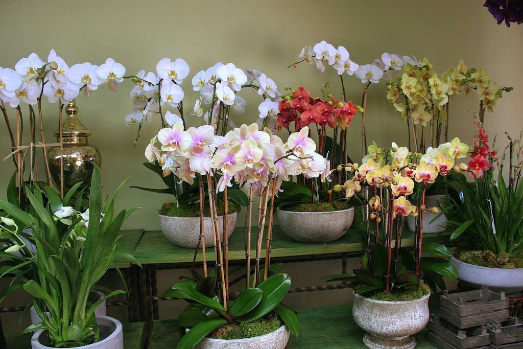 LARCHMONT VILLAGE FLORIST | 420 N Larchmont Blvd, Los Angeles, CA 90004, USA | Phone: (323) 464-8146