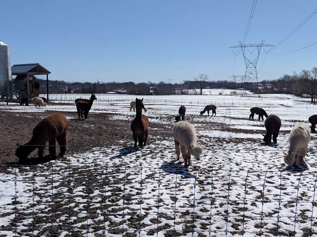 GracefulGlenAlpacas, LLC | 798 Hunsicker Rd, Telford, PA 18969 | Phone: (267) 421-1022