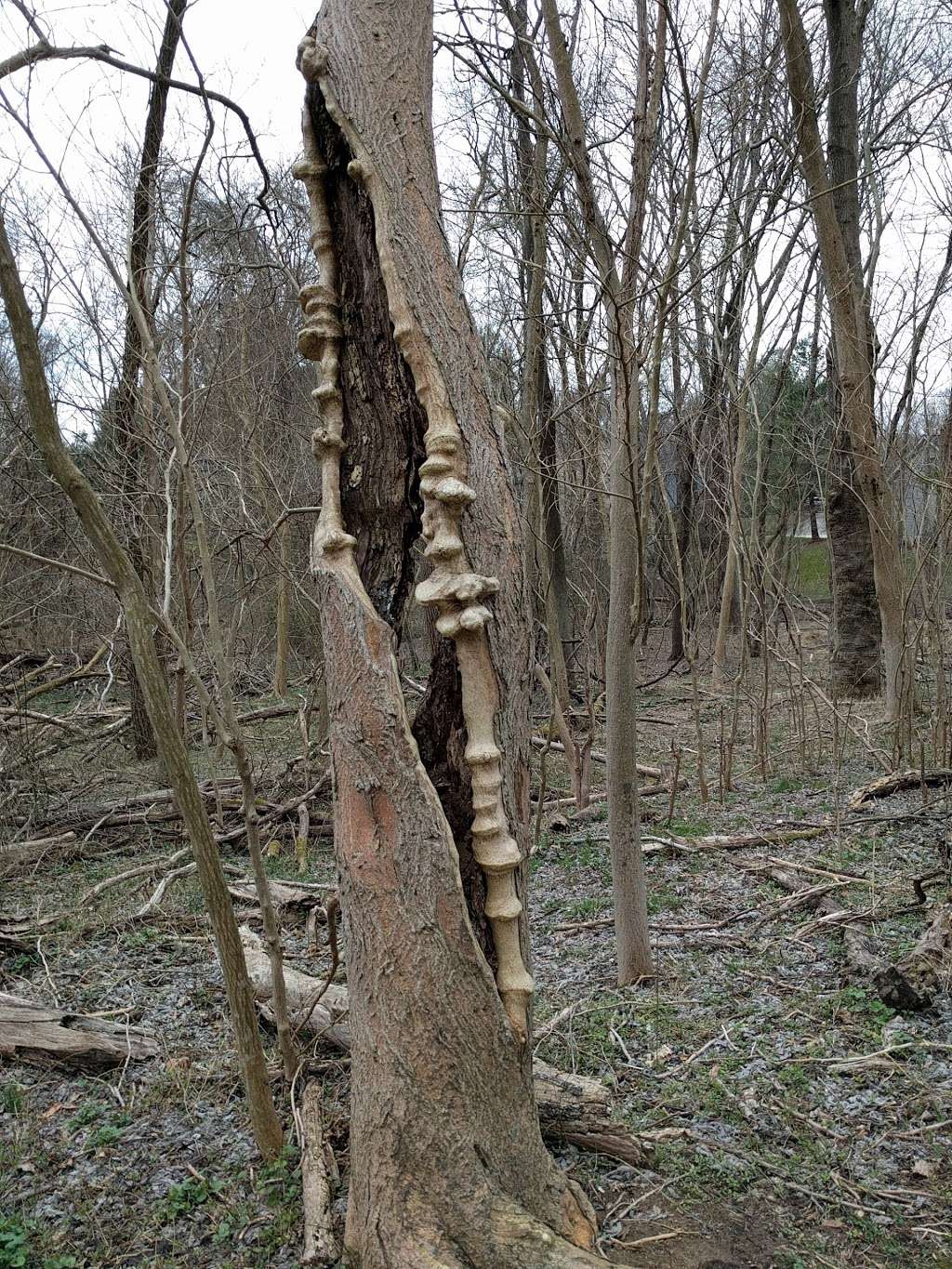 Red Bandana Park | 4213 Red Bandana Way, Ellicott City, MD 21042, USA Red Bandana Park | 4213 Red Bandana Way, Ellicott City, MD 21042, USA