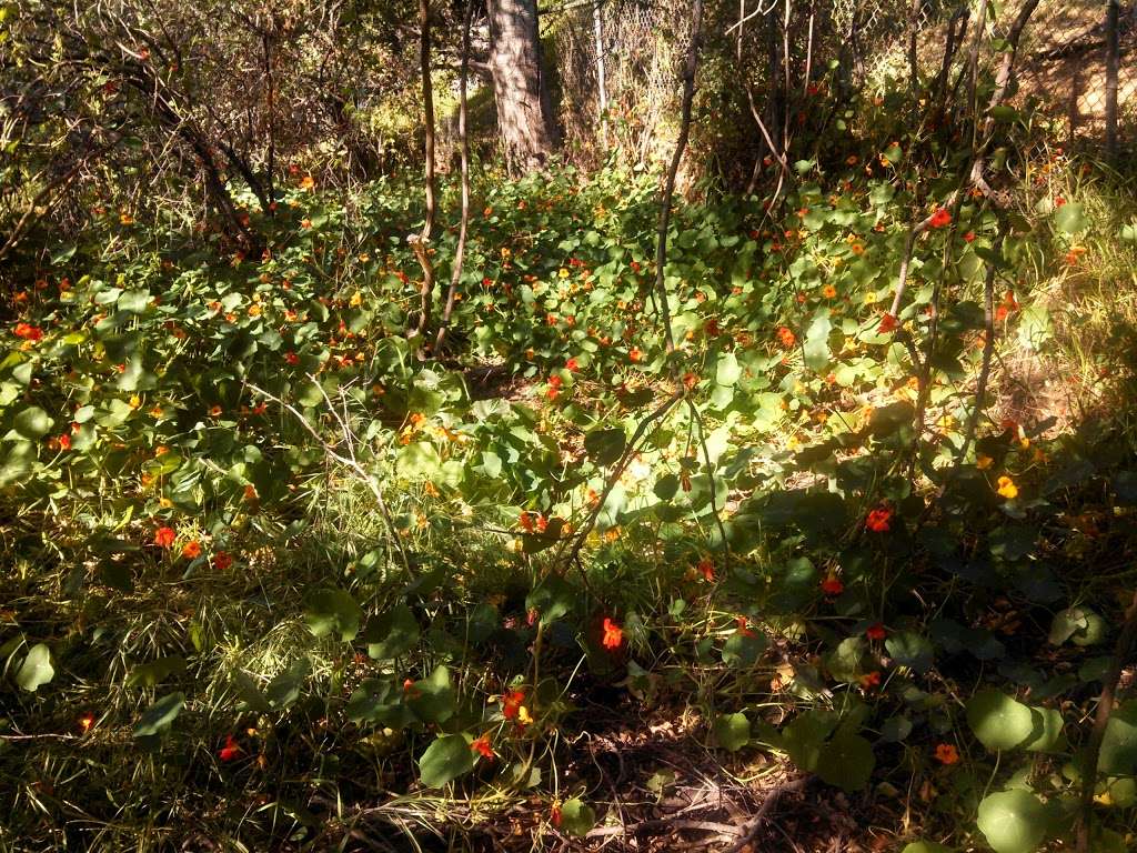 Bailey Canyon Wilderness Park | 451 W Carter Ave, Sierra Madre, CA 91024 | Phone: (626) 355-5278