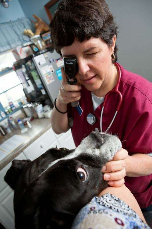 Vernon Veterinary Clinic | 347 Rte 94, Vernon Township, NJ 07462, USA | Phone: (973) 764-3630