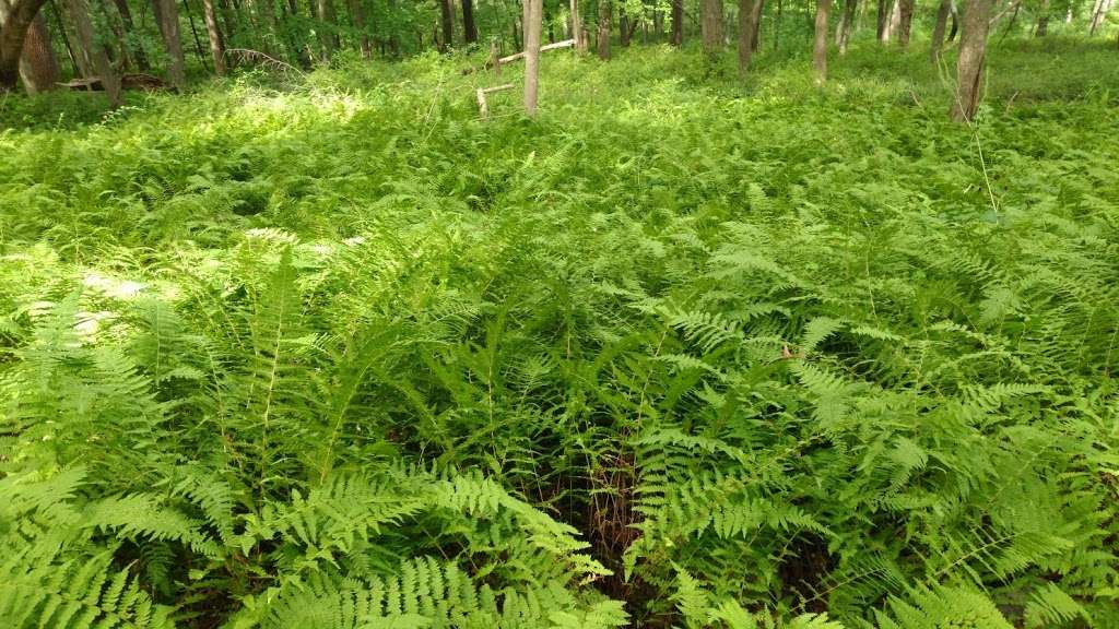 Sunfish Pond hike | Columbia, NJ 07832, USA