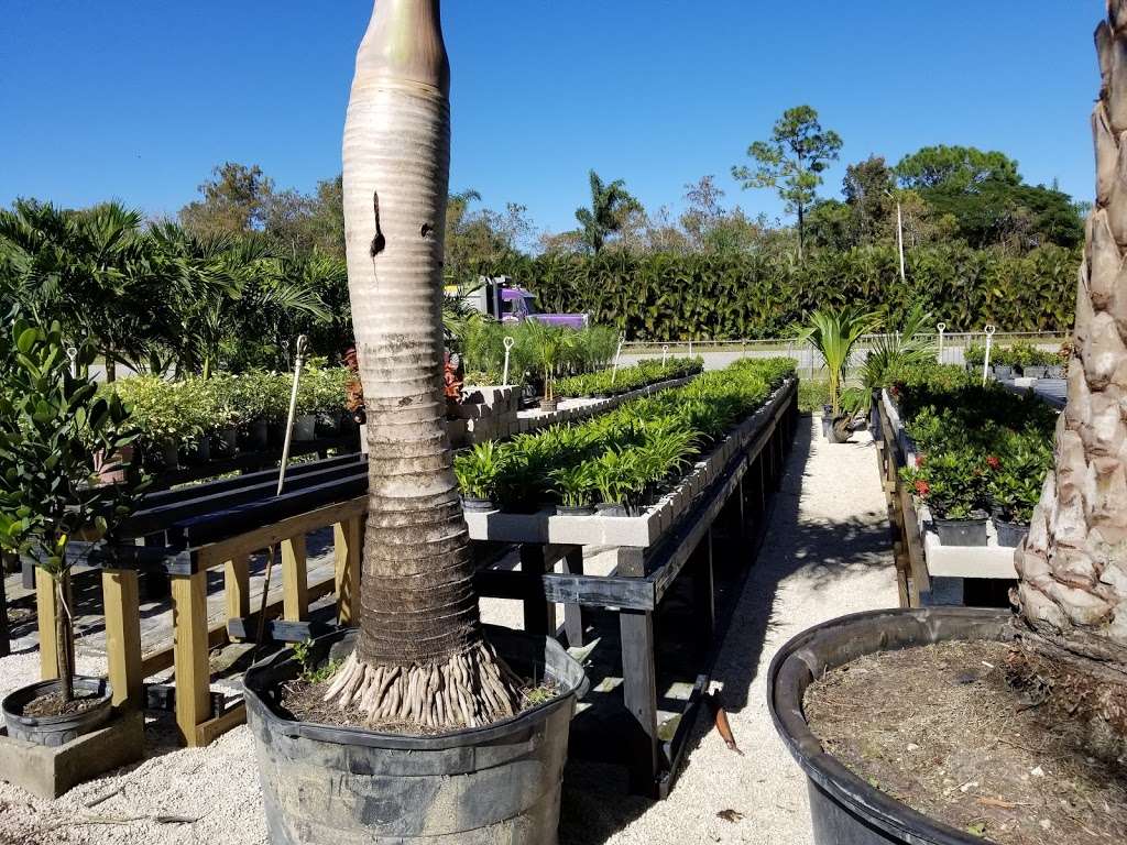 Acreage Plant Nursery | 6576 Seminole Pratt Whitney Rd, Loxahatchee, FL 33470, USA | Phone: (561) 676-4483