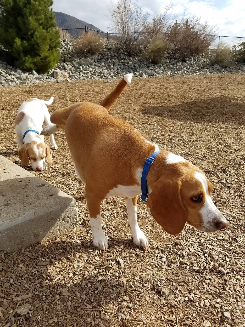 Skyline Dog Park | 12700 Montgomery Blvd NE, Albuquerque, NM 87111, USA | Phone: (505) 768-5353