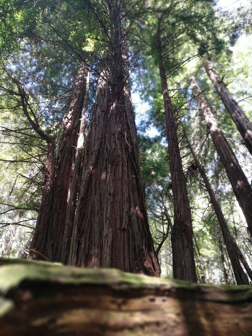 McCormick Creek Camp & Gardens LLC | 9921 Pescadero Creek Rd, Loma Mar, CA 94021, USA McCormick Creek Camp & Gardens LLC | 9921 Pescadero Creek Rd, Loma Mar, CA 94021, USA