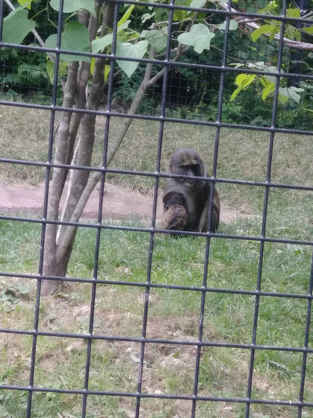 Sumatran Tiger Enclosure | Fort Wayne, IN 46808, USA | Phone: (260) 427-6800