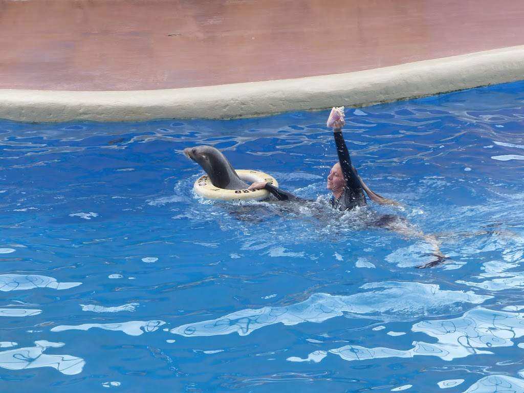 Golden Dome Sea Lion Show | Unnamed Road, Key Biscayne, FL 33149, USA