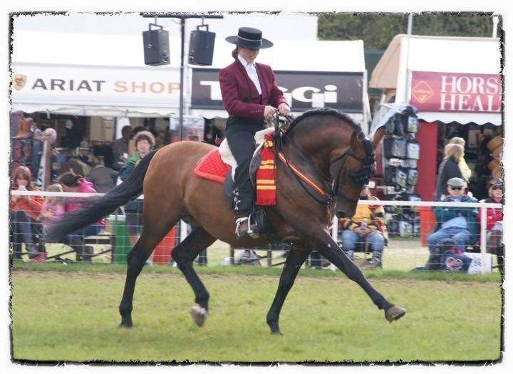 Lomond Classical Riding Centre | Horse Hill, Horley RH6 0HN, UK | Phone: 07808 400847