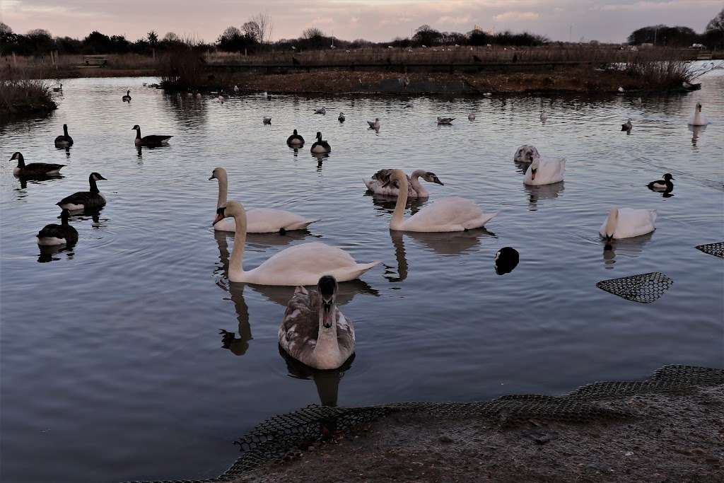 Jubilee Pond, Wanstead Flats, Part of Epping Forest | Dames Rd, London E11 3NW, UK