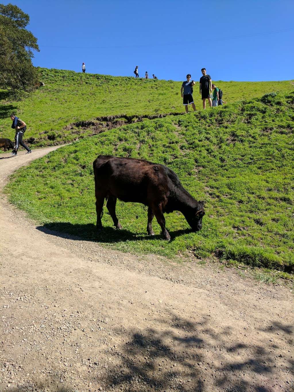 Ohlone Regional Wilderness Trail | 270 Stanford Ave, Fremont, CA 94539, USA | Phone: (510) 544-3246