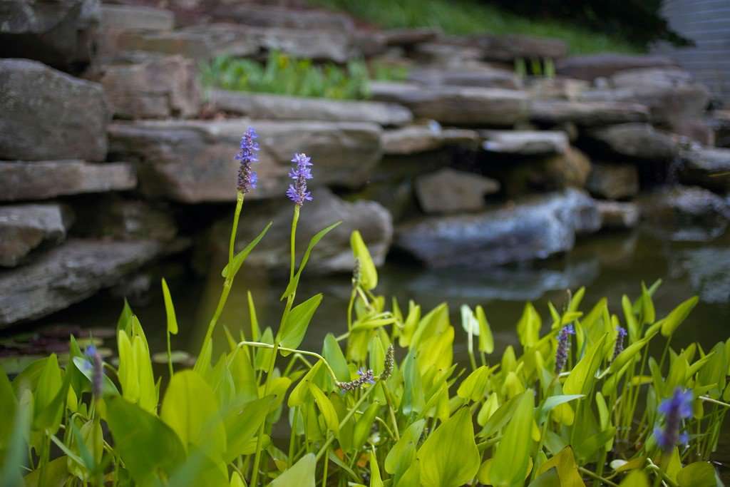 Memorial Garden | McLean, VA 22101