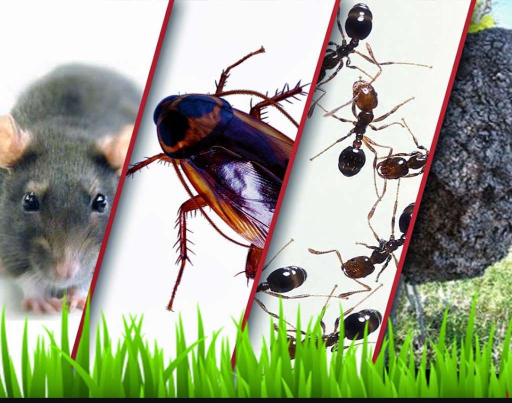 Termite & Pest Control - Crush Bugs | 6227 Johnson St, Hollywood, FL 33024, USA | Phone: (954) 815-5445