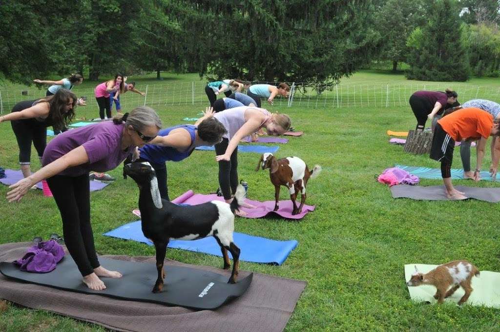 Gettysburg Goat Yoga | 365 Blacksmith Shop Rd, Gettysburg, PA 17325, USA | Phone: (717) 403-1314