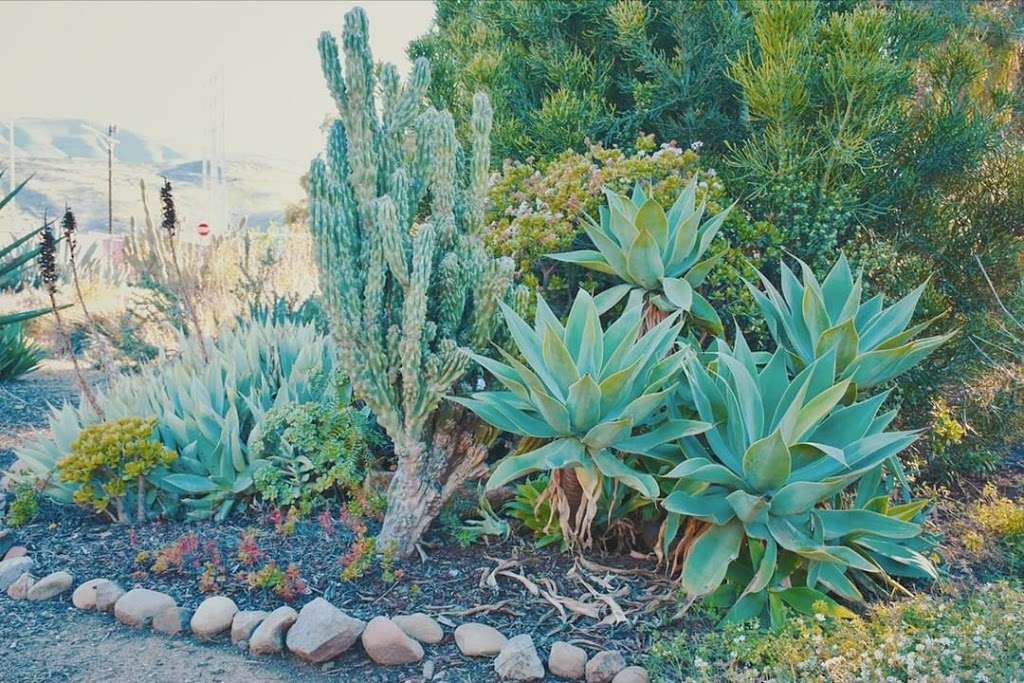 CSUCI Student Garden | Ventura County, CA 93012