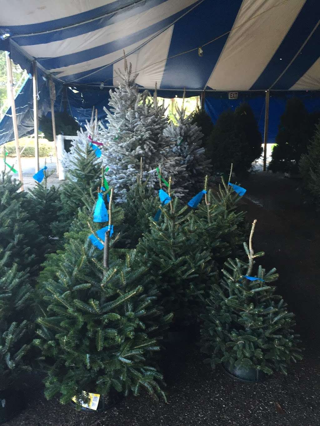 Tree Towne Christmas Trees | 181 S Military Trail, West Palm Beach, FL 33415 | Phone: (561) 370-9126