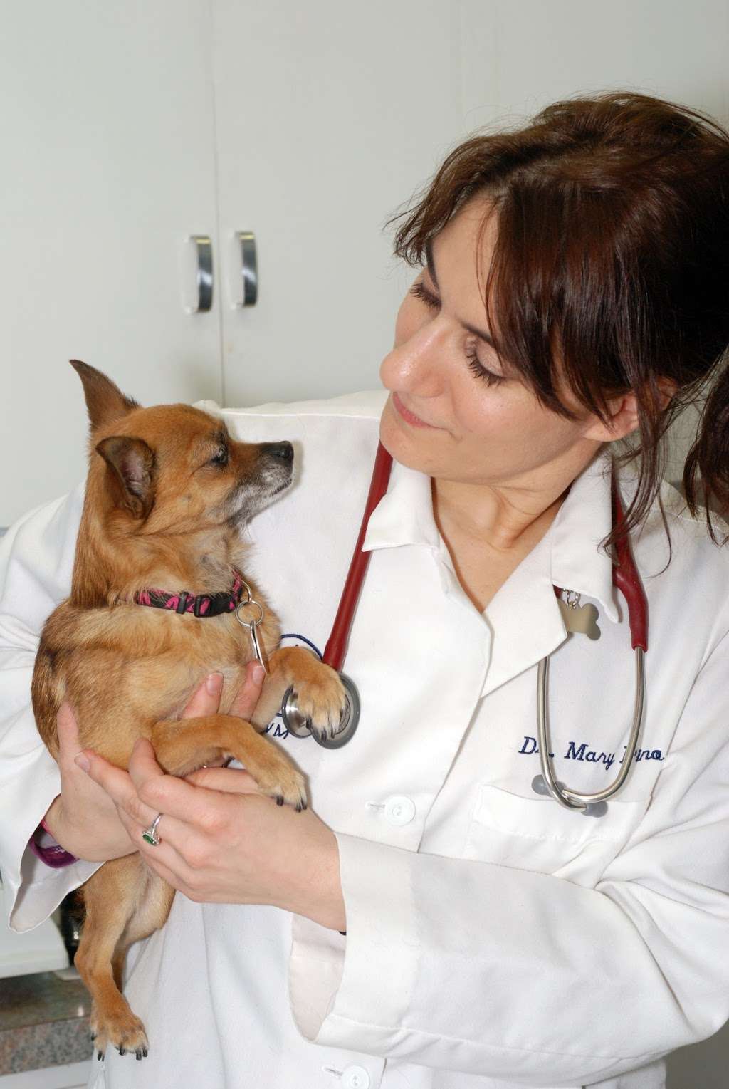 New England Veterinary Clinic & Pet Resort | 204 Highland Ave, Salem, MA 01970, USA | Phone: (978) 744-8325