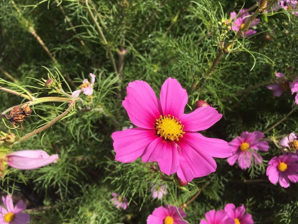 Buffalo Park Community Garden | Evergreen, CO 80439, USA