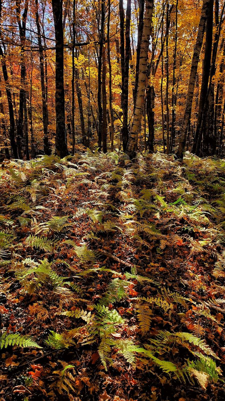 Pumpkin Brook | Shirley, MA 01464, USA