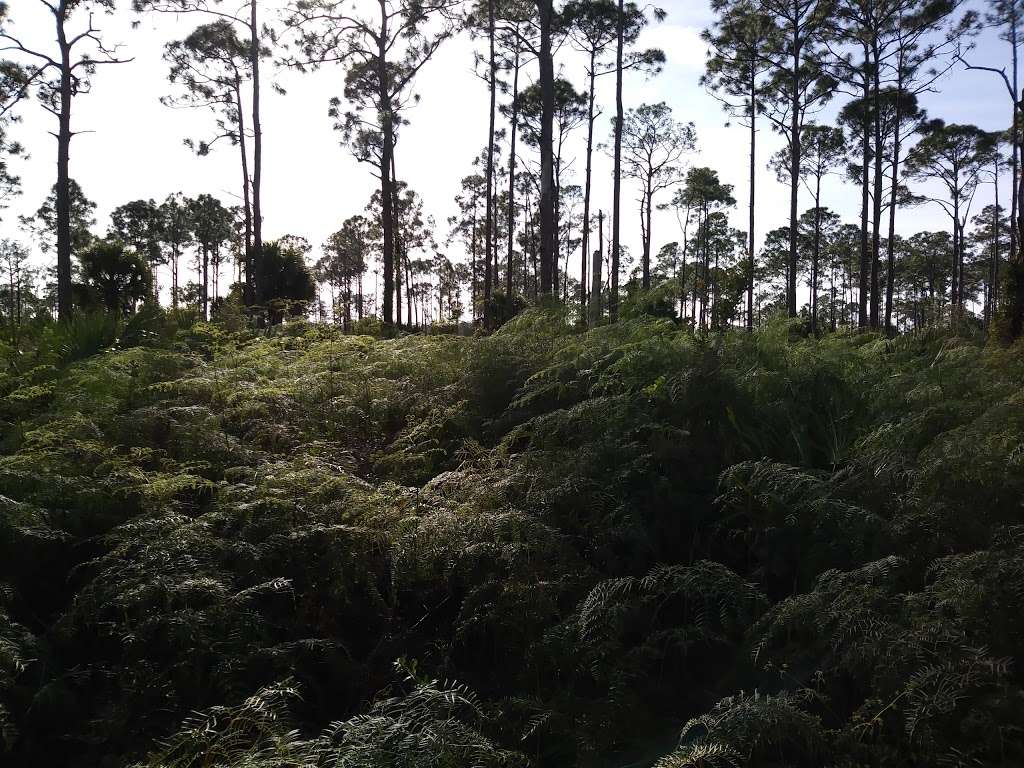 Royal Palm Beach Pines Natural Area | Royal Palm Beach, FL 33411 | Phone: (561) 233-2400