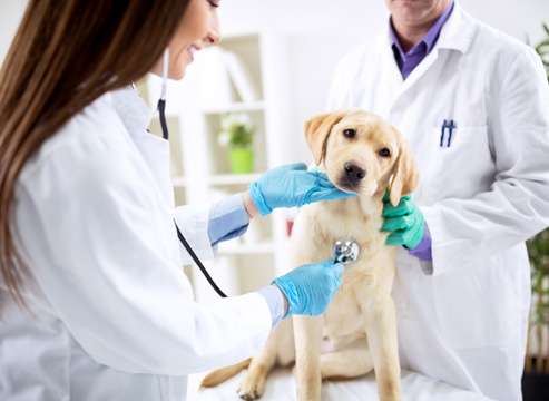 South Central Veterinary Services | 1605 N Lasalle St, Navasota, TX 77868, USA | Phone: (936) 681-9394