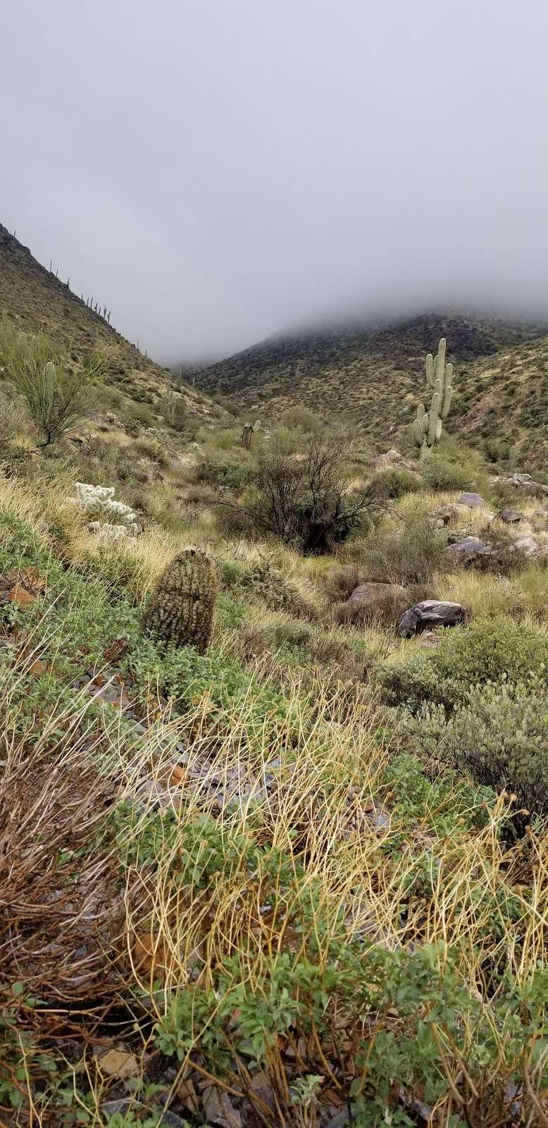 McDowell Sonoran Preserve | Windgate Pass Trail, Scottsdale, AZ 85255, USA