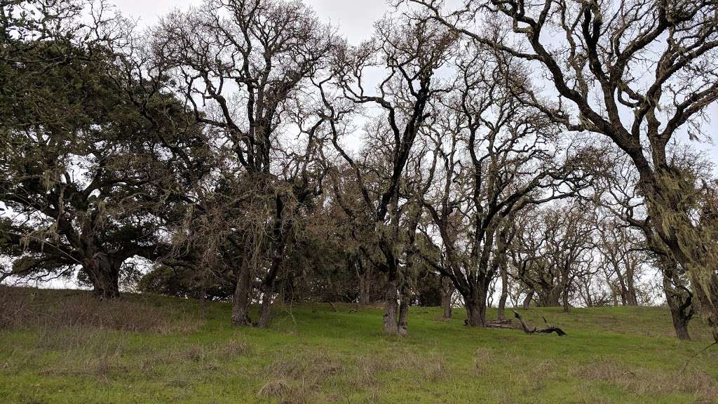 Windy Hill Open Space Preserve | Portola Valley, CA 94028, USA | Phone: (650) 691-1200