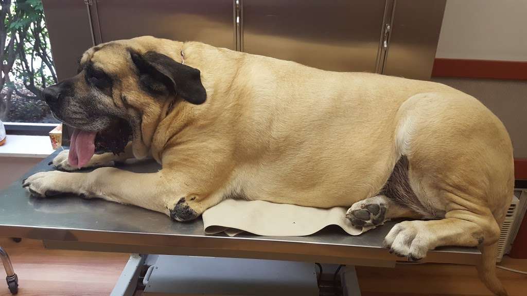 Ridgefield Veterinary Hospital | 722 Danbury Rd, Ridgefield, CT 06877, USA | Phone: (203) 438-2658