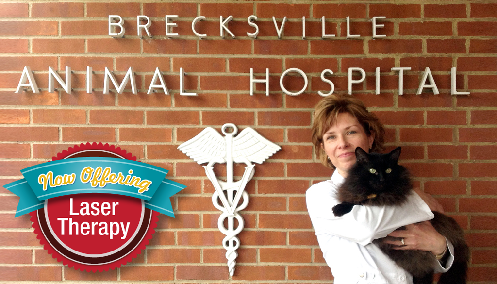 Brecksville Animal Hospital | 13019 Chippewa Rd, Brecksville, OH 44141, USA | Phone: (440) 526-8350
