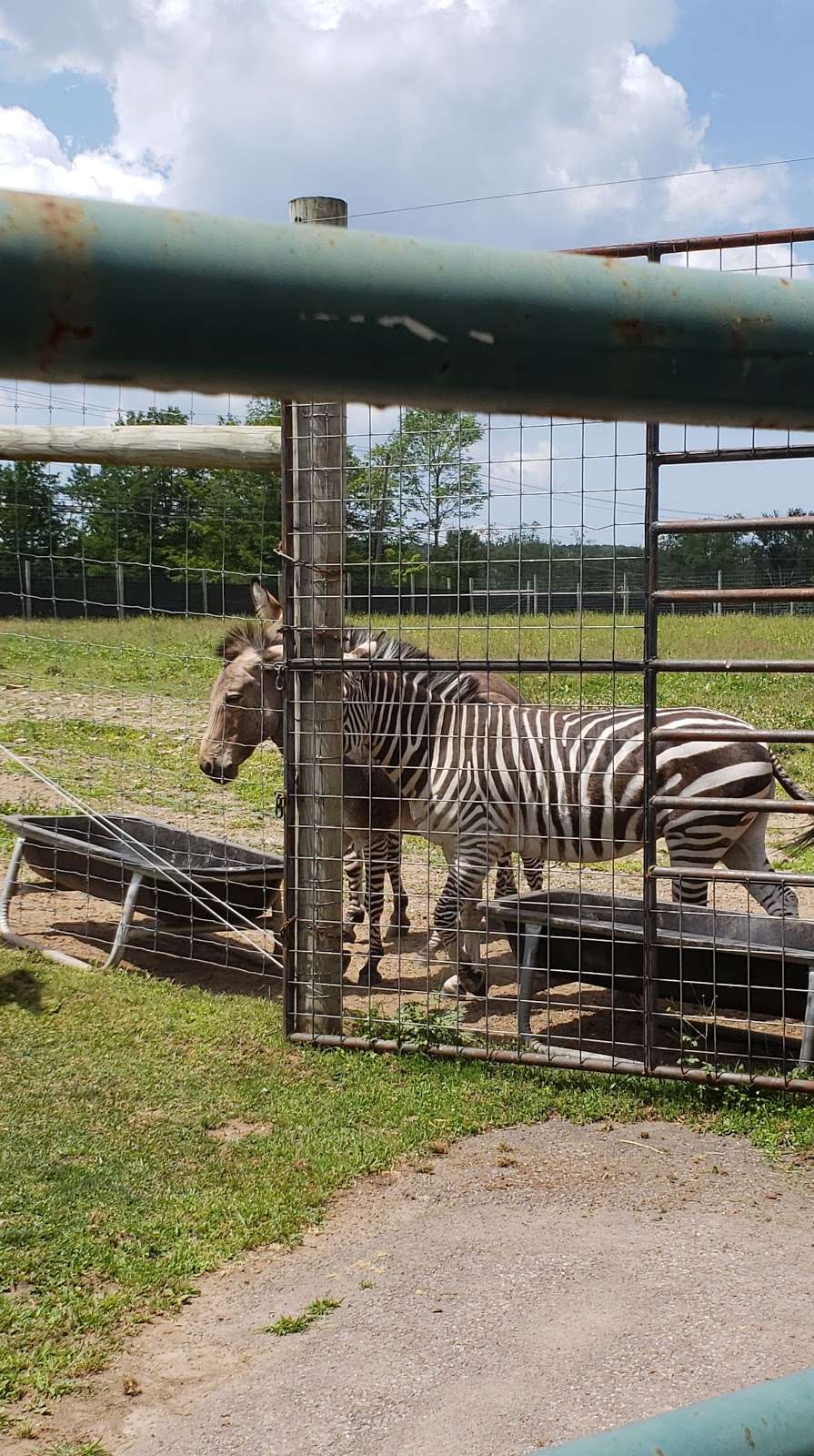 Safari Farm Petting Zoo | 1675 Mt Cobb Rd, Lake Ariel, PA 18436, USA | Phone: (570) 430-8584