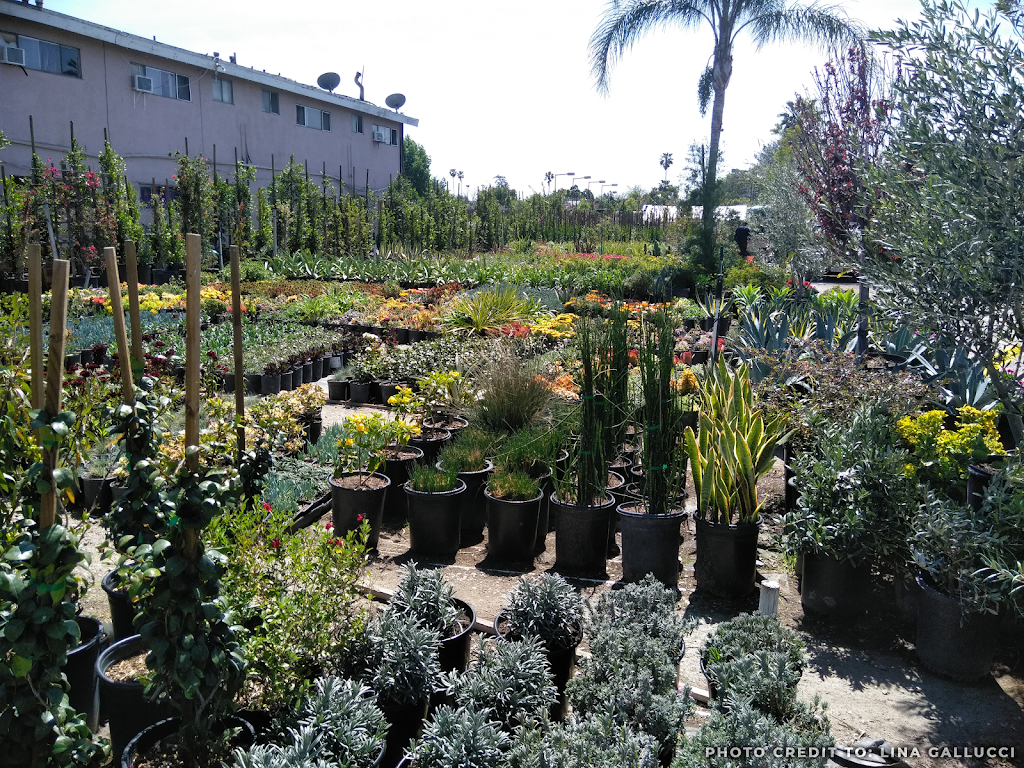 Monarcas Nursery | 16036 Vanowen St, Van Nuys, CA 91406, United States | Phone: (818) 262-3875