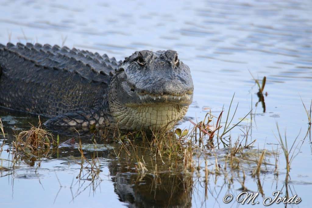 Merritt Island National Wildlife Refuge | Florida 32782, USA | Phone: (321) 861-0669